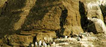 Nesting_Razorbills